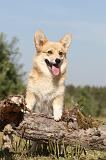 CORGI PEMBROKE 178